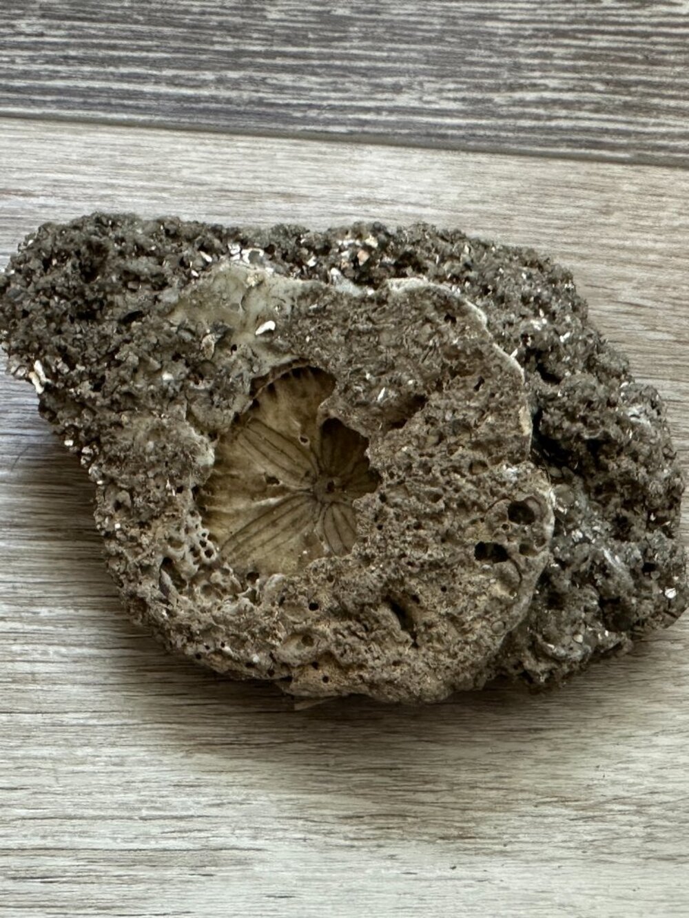 Super Awesome Rock / Fossil w Embedded Sand Dollar Found at N.C. Seashore